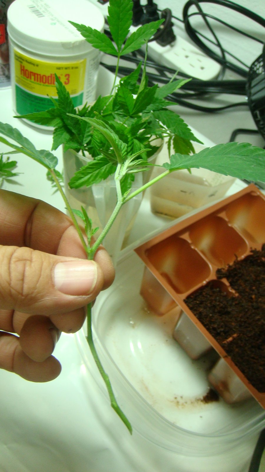 Fresh cannabis cutting held over a cell tray of peat, with a jar of rooting powder behind it