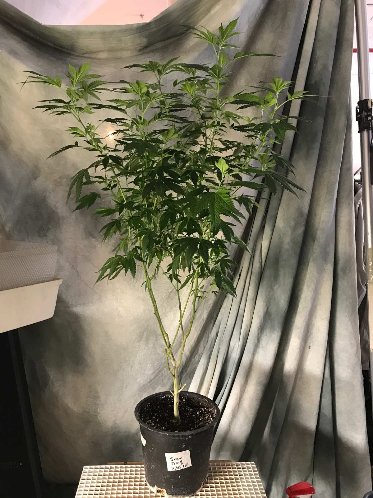 Tall vegetative cannabis mother plant in a black pot, labeled Snow Dog