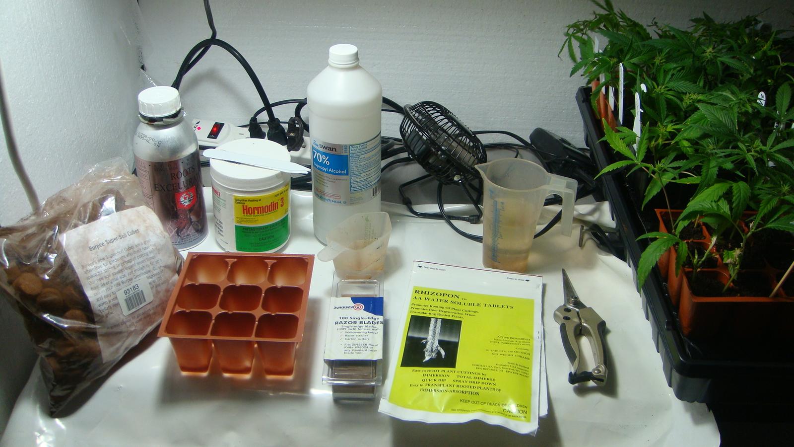 Cloning bench with rooting powder, rooting tablets, rubbing alcohol, razor blades, pruners, peat cubes and a cell tray